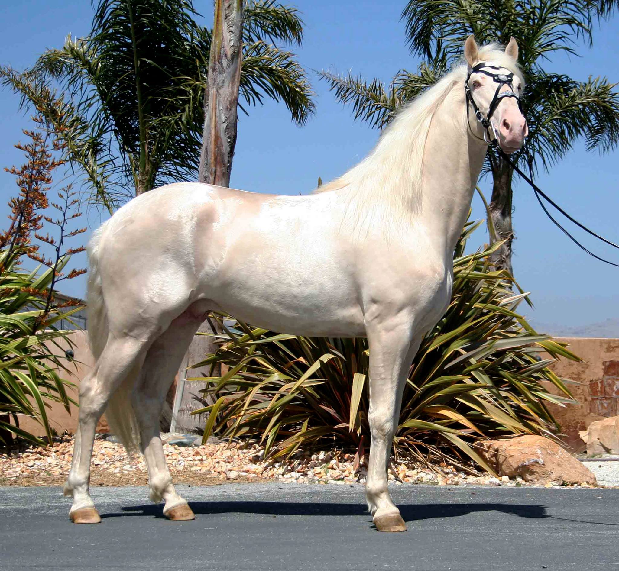 Cremello Lusitano Caetano